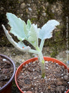 Kalanchoe beharensis oak leaf, organically grown succulent plants for sale at TOMs FLOWer CLUB.