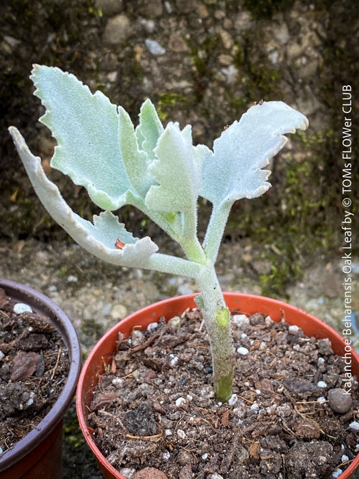 Kalanchoe beharensis oak leaf, organically grown succulent plants for sale at TOMs FLOWer CLUB.
