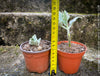 Kalanchoe beharensis oak leaf, organically grown succulent plants for sale at TOMs FLOWer CLUB.