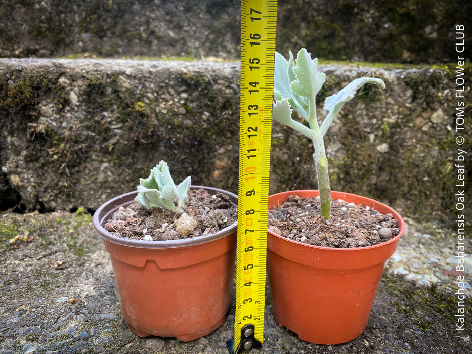 Kalanchoe beharensis oak leaf, organically grown succulent plants for sale at TOMs FLOWer CLUB.