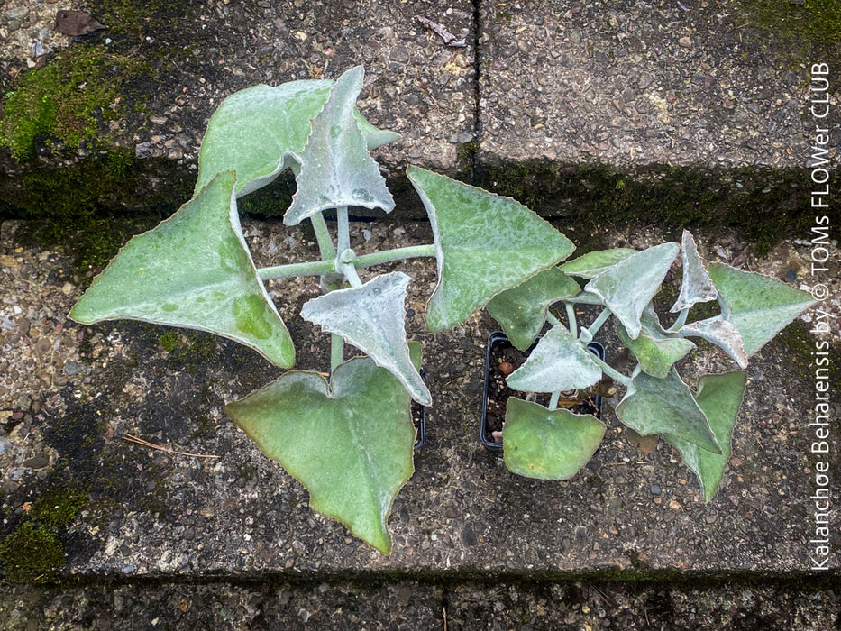 Kalanchoe beharensis, organically grown, sun loving, low maintenance succulent plants for sale at TOMs FLOWer CLUB.