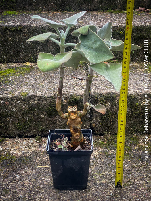 Kalanchoe beharensis, organically grown, sun loving, low maintenance succulent plants for sale at TOMs FLOWer CLUB.