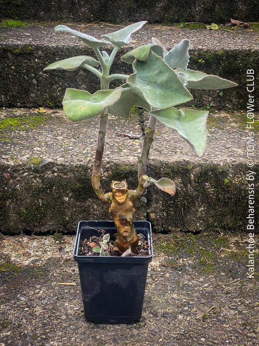 Kalanchoe beharensis, organically grown, sun loving, low maintenance succulent plants for sale at TOMs FLOWer CLUB.