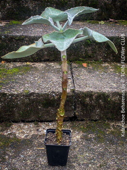 Kalanchoe beharensis, organically grown, sun loving, low maintenance succulent plants for sale at TOMs FLOWer CLUB.