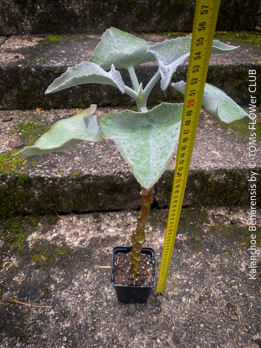 Kalanchoe beharensis, organically grown, sun loving, low maintenance succulent plants for sale at TOMs FLOWer CLUB.
