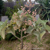 Kalanchoe beharensis, flowering Kalanchoe, organically grown succulent plants for sale at TOMs FLOWer CLUB.