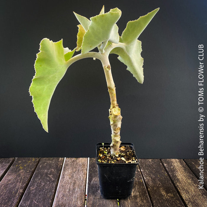 Kalanchoe beharensis, flowering Kalanchoe, organically grown succulent plants for sale at TOMs FLOWer CLUB.