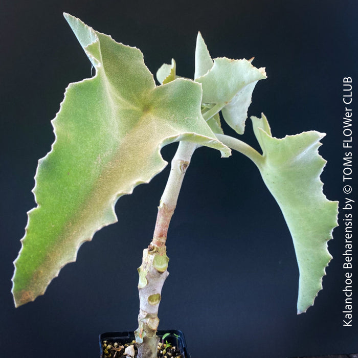 Kalanchoe beharensis, flowering Kalanchoe, organically grown succulent plants for sale at TOMs FLOWer CLUB.