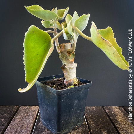 Kalanchoe beharensis, flowering Kalanchoe, organically grown succulent plants for sale at TOMs FLOWer CLUB.