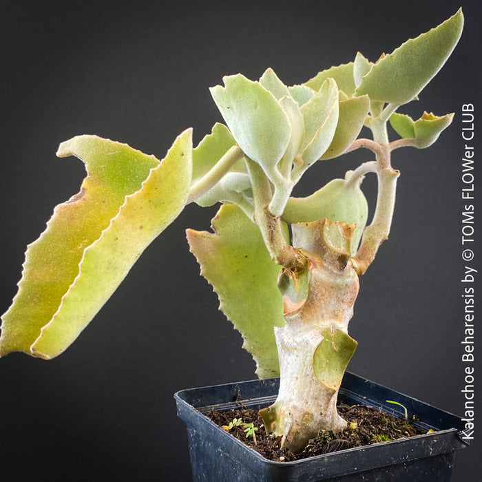 Kalanchoe beharensis, flowering Kalanchoe, organically grown succulent plants for sale at TOMs FLOWer CLUB.