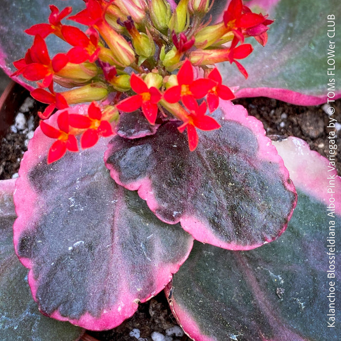 Kalanchoe Blossfeldiana Albo Pink Variegata, white burgundy pink leaved kalanchoe, organically grown low maintenance succulent plants for sale at TOMs FLOWer CLUB.