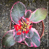 Kalanchoe Blossfeldiana Albo Pink Variegata, white burgundy pink leaved kalanchoe, organically grown low maintenance succulent plants for sale at TOMs FLOWer CLUB.