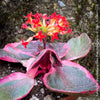 Kalanchoe Blossfeldiana Albo Pink Variegata, white burgundy pink leaved kalanchoe, organically grown low maintenance succulent plants for sale at TOMs FLOWer CLUB.