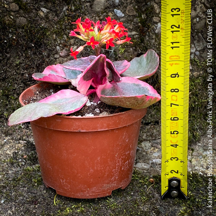 Kalanchoe Blossfeldiana Albo Pink Variegata, white burgundy pink leaved kalanchoe, organically grown low maintenance succulent plants for sale at TOMs FLOWer CLUB.