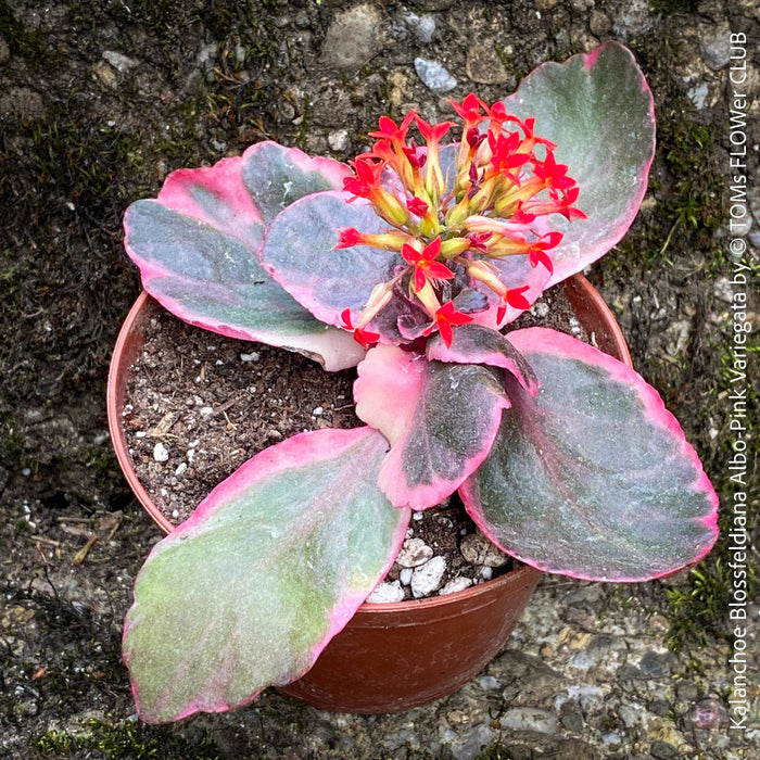 Kalanchoe Blossfeldiana Albo Pink Variegata, white burgundy pink leaved kalanchoe, organically grown low maintenance succulent plants for sale at TOMs FLOWer CLUB.