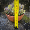 Kalanchoe Laxiflora, the Madagascar Belle, organically grown succulent plants for sale at TOMs FLOWer CLUB.