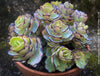 Kalanchoe Laxiflora, the Madagascar Belle, organically grown succulent plants for sale at TOMs FLOWer CLUB.