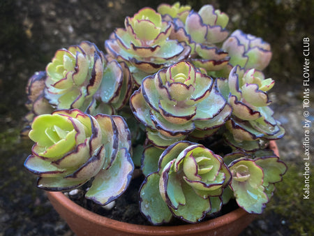 Kalanchoe Laxiflora, the Madagascar Belle, organically grown succulent plants for sale at TOMs FLOWer CLUB.