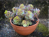 Kalanchoe Laxiflora, the Madagascar Belle, organically grown succulent plants for sale at TOMs FLOWer CLUB.