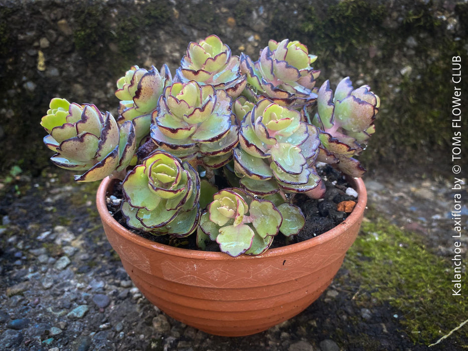 Kalanchoe Laxiflora, the Madagascar Belle, organically grown succulent plants for sale at TOMs FLOWer CLUB.