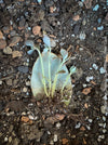 Kalanchoe orgyalis, organically grown succulent plants for sale at TOMs FLOWer CLUB.