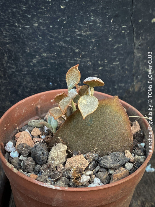 Kalanchoe orgyalis, organically grown succulent plants for sale at TOMs FLOWer CLUB.