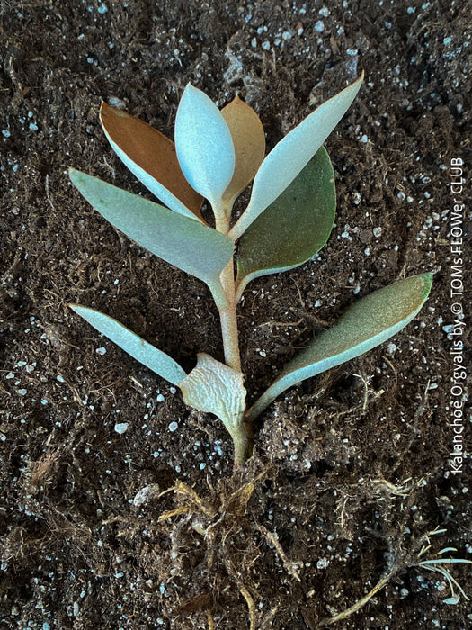 Kalanchoe orgyalis, organically grown succulent plants for sale at TOMs FLOWer CLUB.