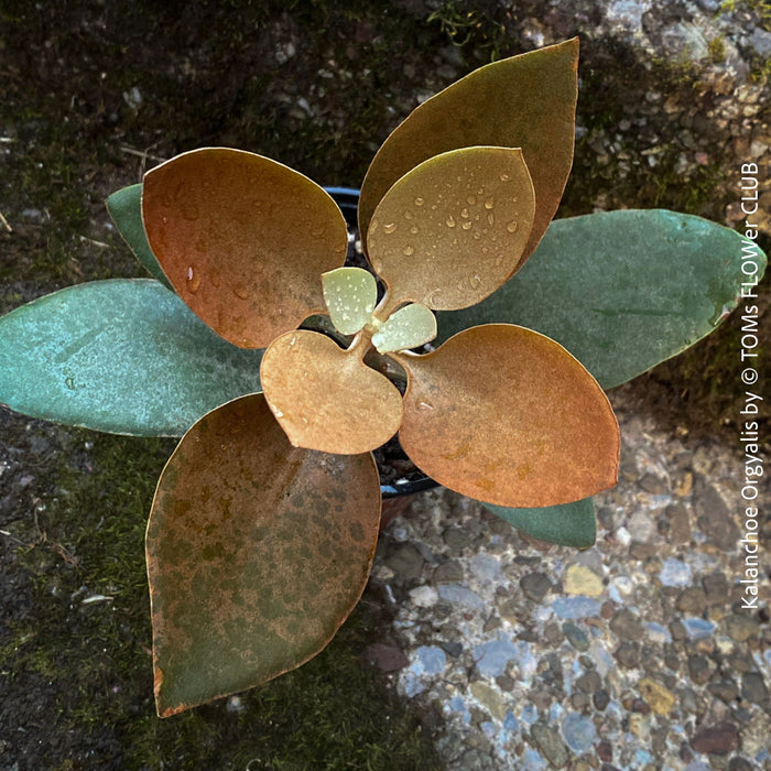 Kalanchoe orgyalis, organically grown succulent plants for sale at TOMs FLOWer CLUB.