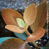 Kalanchoe orgyalis, organically grown succulent plants for sale at TOMs FLOWer CLUB.