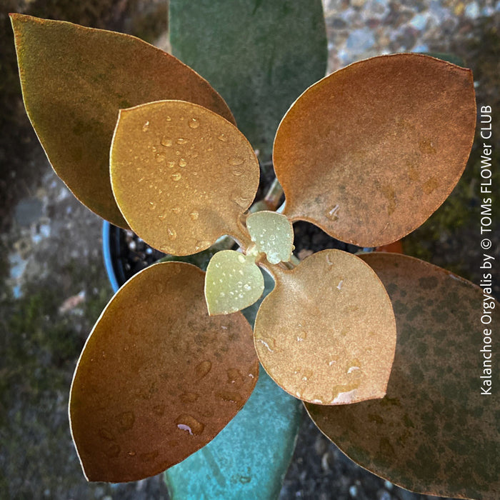 Kalanchoe orgyalis, organically grown succulent plants for sale at TOMs FLOWer CLUB.