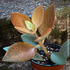 Kalanchoe orgyalis, organically grown succulent plants for sale at TOMs FLOWer CLUB.