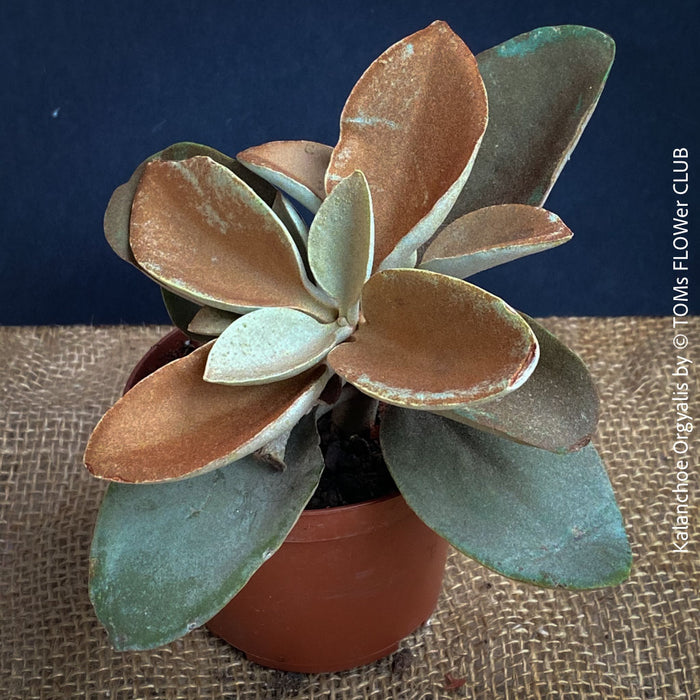 Kalanchoe orgyalis, organically grown succulent plants for sale at TOMs FLOWer CLUB.