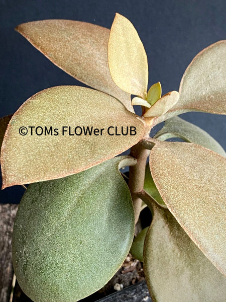 Kalanchoe orgyalis, organically grown succulent plants for sale at TOMs FLOWer CLUB.