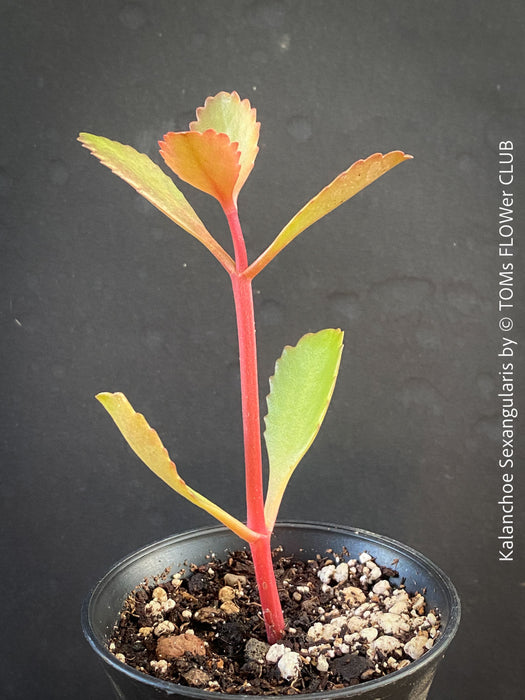 Kalanchoe Sexangularis, red-leaved kalanchoe, organically grown low maintenance succulent plants for sale at TOMs FLOWer CLUB.