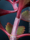 Kalanchoe Sexangularis, red-leaved kalanchoe, organically grown low maintenance succulent plants for sale at TOMs FLOWer CLUB.