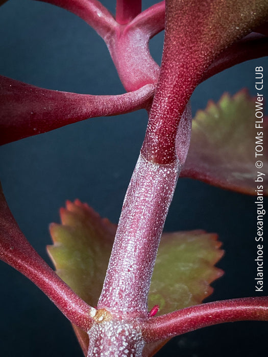 Kalanchoe Sexangularis, red-leaved kalanchoe, organically grown low maintenance succulent plants for sale at TOMs FLOWer CLUB.