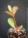 Kalanchoe Sexangularis, red-leaved kalanchoe, organically grown low maintenance succulent plants for sale at TOMs FLOWer CLUB.