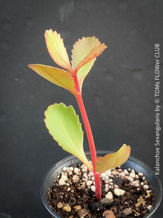 Kalanchoe Sexangularis, red-leaved kalanchoe, organically grown low maintenance succulent plants for sale at TOMs FLOWer CLUB.