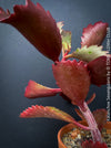 Kalanchoe Sexangularis, red-leaved kalanchoe, organically grown low maintenance succulent plants for sale at TOMs FLOWer CLUB.