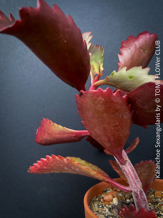 Kalanchoe Sexangularis, red-leaved kalanchoe, organically grown low maintenance succulent plants for sale at TOMs FLOWer CLUB.