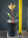 Kalanchoe Sexangularis, red-leaved kalanchoe, organically grown low maintenance succulent plants for sale at TOMs FLOWer CLUB.