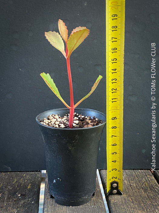 Kalanchoe Sexangularis, red-leaved kalanchoe, organically grown low maintenance succulent plants for sale at TOMs FLOWer CLUB.