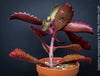 Kalanchoe Sexangularis, red-leaved kalanchoe, organically grown low maintenance succulent plants for sale at TOMs FLOWer CLUB.