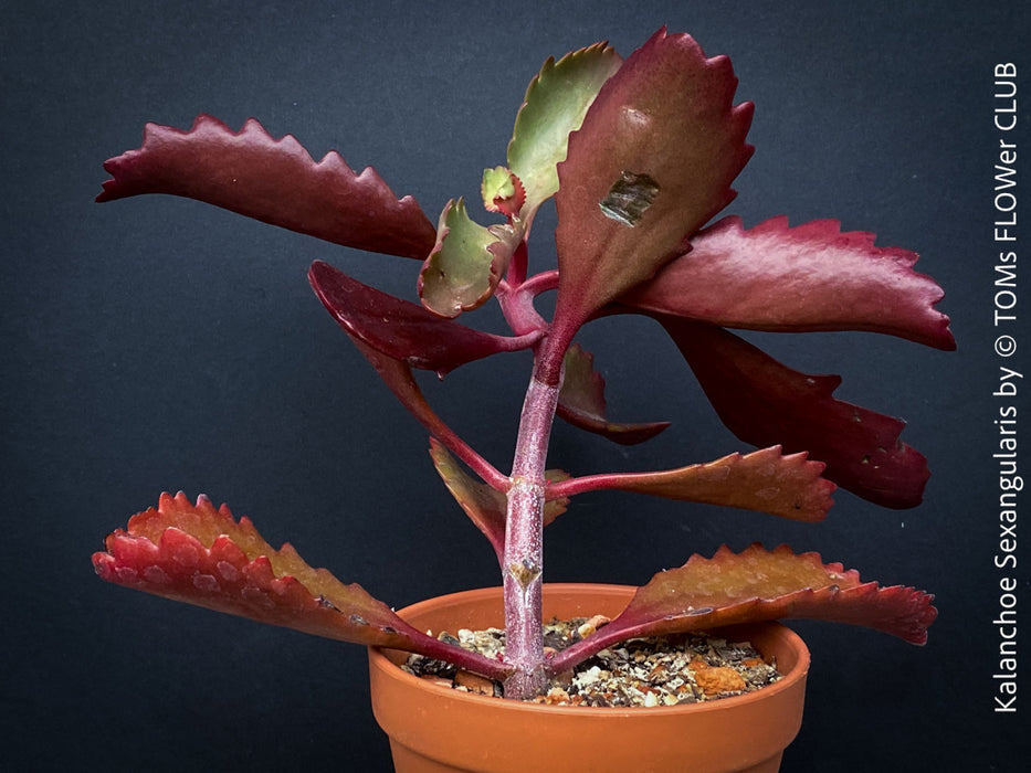 Kalanchoe Sexangularis, red-leaved kalanchoe, organically grown low maintenance succulent plants for sale at TOMs FLOWer CLUB.