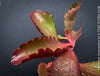 Kalanchoe Sexangularis, red-leaved kalanchoe, organically grown low maintenance succulent plants for sale at TOMs FLOWer CLUB.