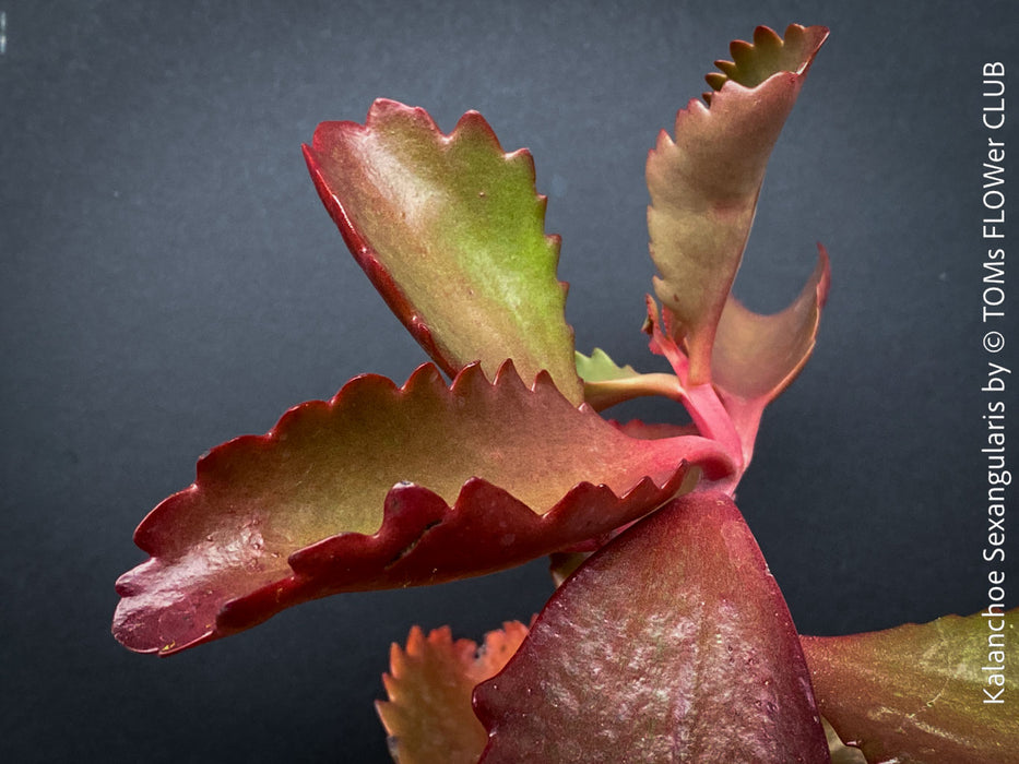 Kalanchoe Sexangularis, red-leaved kalanchoe, organically grown low maintenance succulent plants for sale at TOMs FLOWer CLUB.