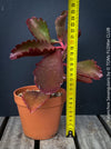 Kalanchoe Sexangularis, red-leaved kalanchoe, organically grown low maintenance succulent plants for sale at TOMs FLOWer CLUB.