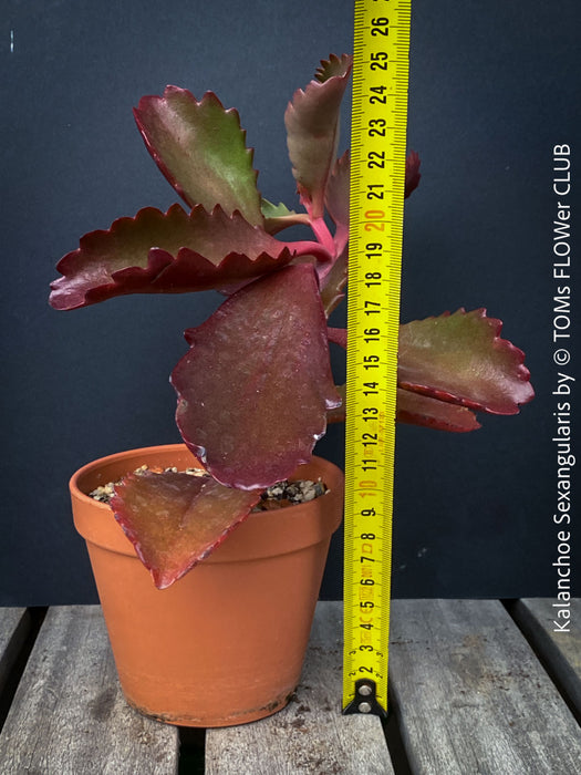 Kalanchoe Sexangularis, red-leaved kalanchoe, organically grown low maintenance succulent plants for sale at TOMs FLOWer CLUB.