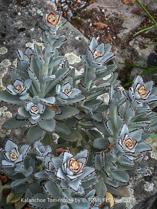 Kalanchoe Tomentosa, panda plant, hairy plants, organically grown succulent plants for sale at TOMs FLOWer CLUB, low maintenance plant for everyone