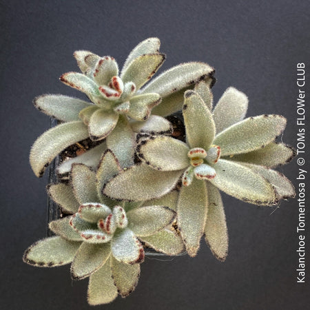 Kalanchoe Tomentosa, organically grown succulent plants for sale at TOMs FLOWer CLUB.